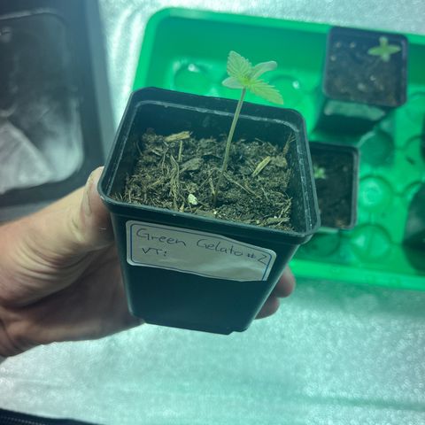 Green Gelato #2 growlog timeline photo