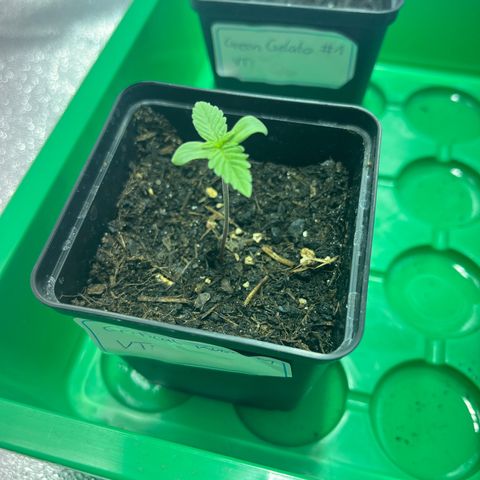 Critical Kush #1 growlog timeline photo