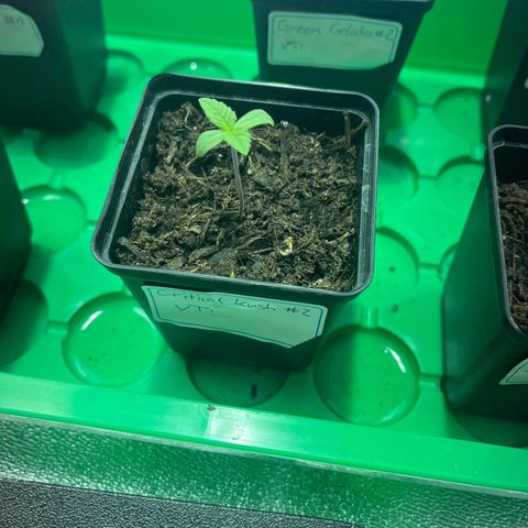 Critical Kush #2 growlog timeline photo