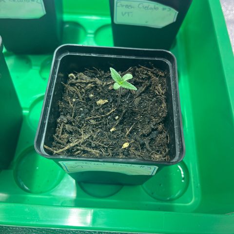 Critical Kush #3 growlog timeline photo