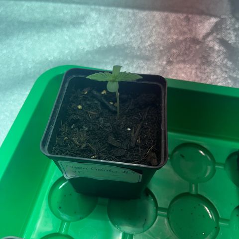 Green Gelato #1 growlog timeline photo