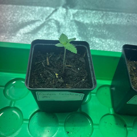 Green Gelato #2 growlog timeline photo