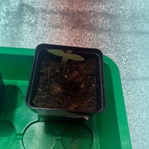Green Gelato #3 growlog timeline photo