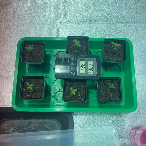 Critical Kush #3 growlog timeline photo