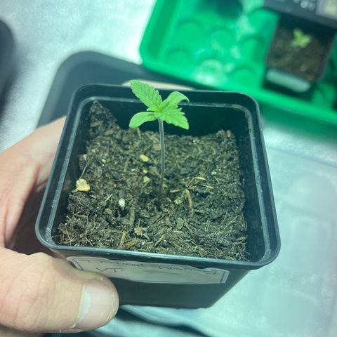 Critical Kush #1 growlog timeline photo