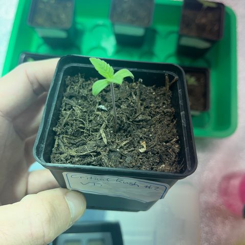 Critical Kush #2 growlog timeline photo