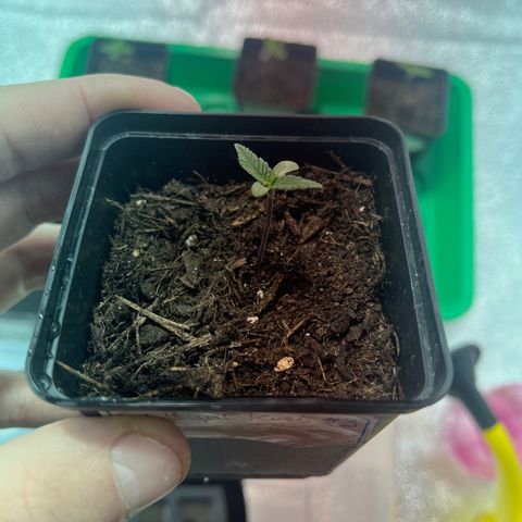 Critical Kush #3 growlog timeline photo