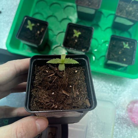 Green Gelato #1 growlog timeline photo