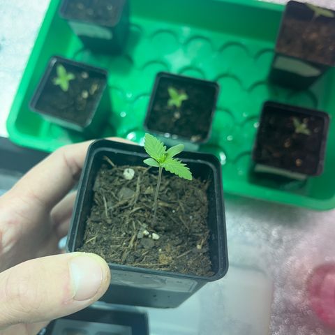 Green Gelato #2 growlog timeline photo