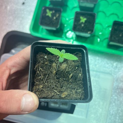 Green Gelato #3 growlog timeline photo