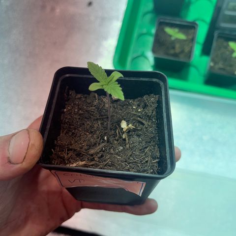 Critical Kush #1 growlog timeline photo