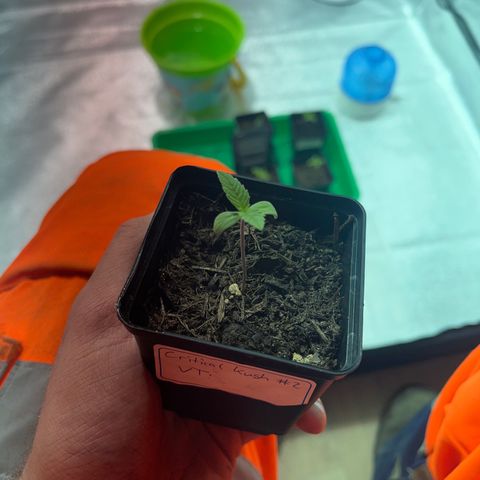 Critical Kush #2 growlog timeline photo