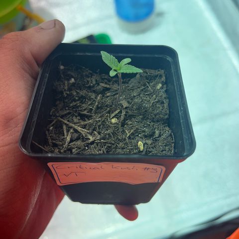 Critical Kush #3 growlog timeline photo