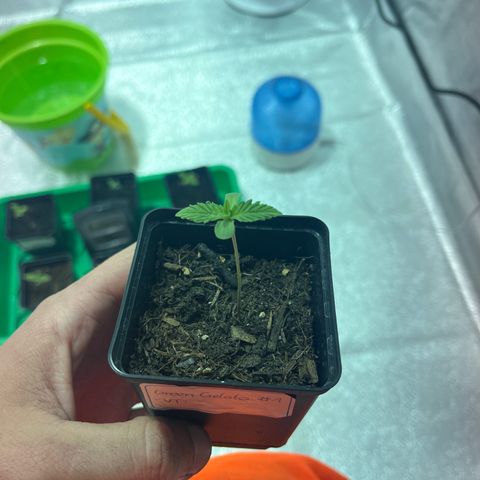 Green Gelato #1 growlog timeline photo