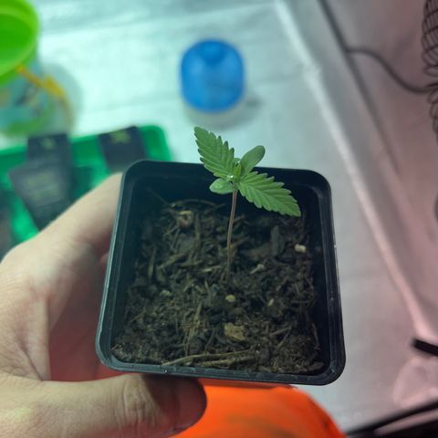 Green Gelato #2 growlog timeline photo