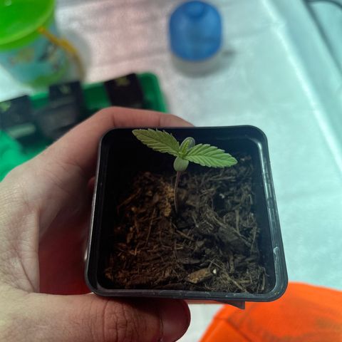 Green Gelato #3 growlog timeline photo