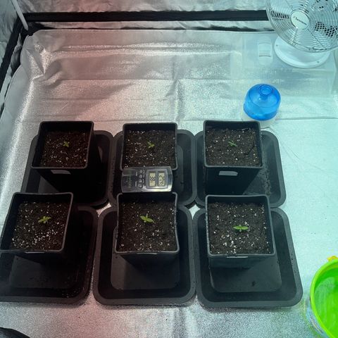 Critical Kush #3 growlog timeline photo