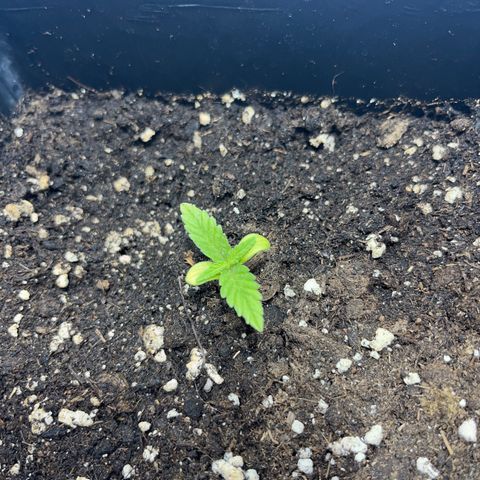 Critical Kush #1 growlog timeline photo