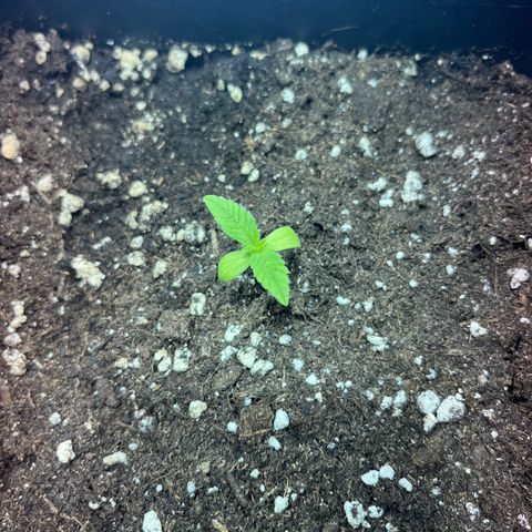 Critical Kush #2 growlog timeline photo