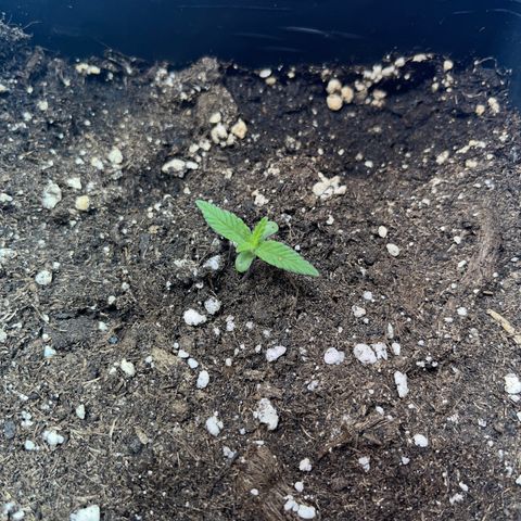 Critical Kush #3 growlog timeline photo