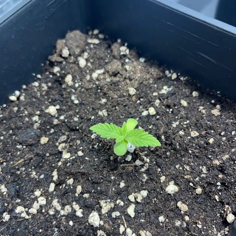 Green Gelato #1 growlog timeline photo