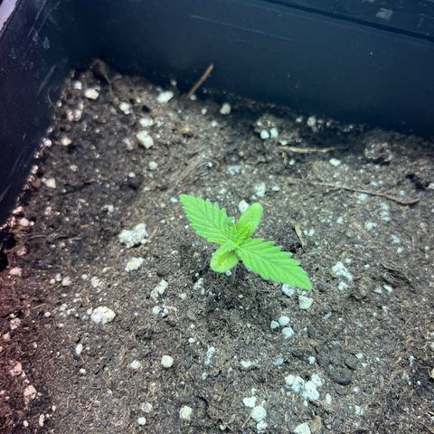 Green Gelato #2 growlog timeline photo