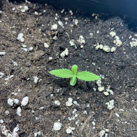 Green Gelato #3 growlog timeline photo
