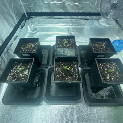Critical Kush #3 growlog timeline photo