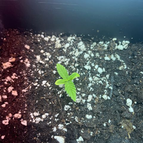 Critical Kush #1 growlog timeline photo