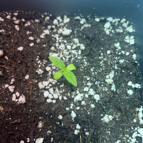 Critical Kush #2 growlog timeline photo
