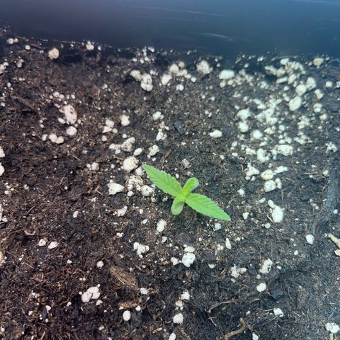 Critical Kush #3 growlog timeline photo
