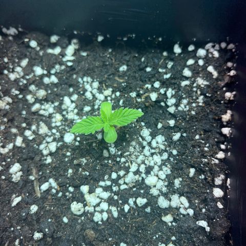 Green Gelato #1 growlog timeline photo