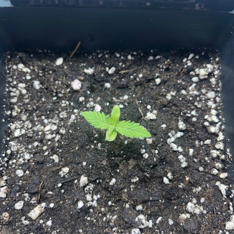 Green Gelato #2 growlog timeline photo
