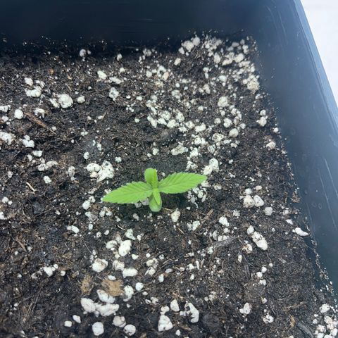 Green Gelato #3 growlog timeline photo