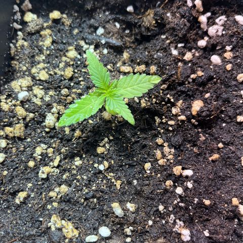 Critical Kush #1 growlog timeline photo