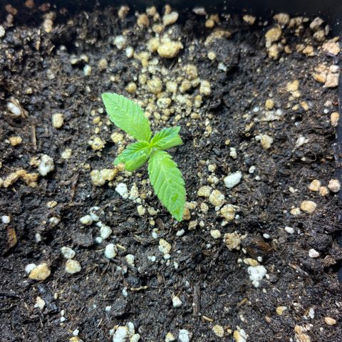 Critical Kush #2 growlog timeline photo