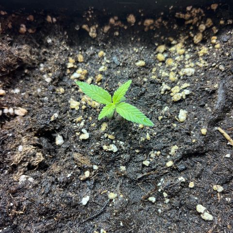 Critical Kush #3 growlog timeline photo