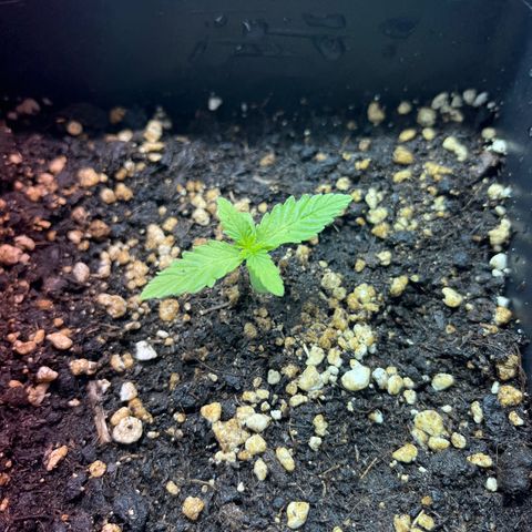 Green Gelato #1 growlog timeline photo