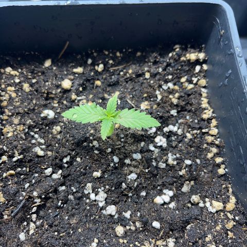 Green Gelato #2 growlog timeline photo