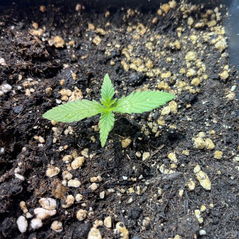 Green Gelato #3 growlog timeline photo