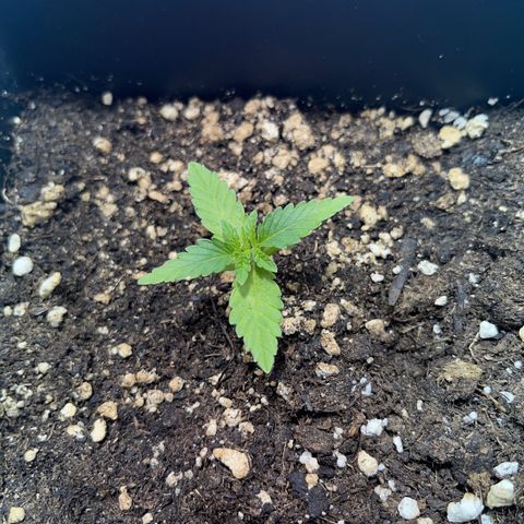 Critical Kush #1 growlog timeline photo