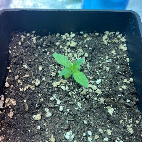 Critical Kush #2 growlog timeline photo