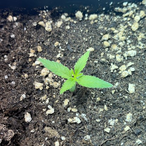Critical Kush #3 growlog timeline photo