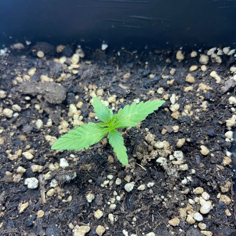 Green Gelato #1 growlog timeline photo