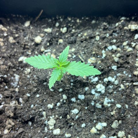 Green Gelato #2 growlog timeline photo