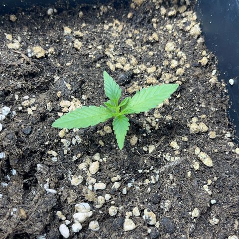 Green Gelato #3 growlog timeline photo
