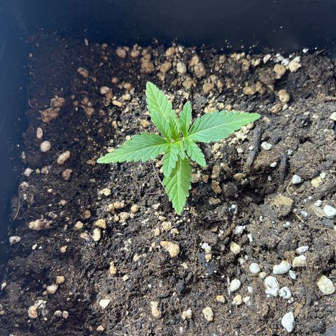 Critical Kush #1 growlog timeline photo