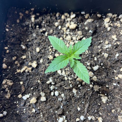 Critical Kush #2 growlog timeline photo