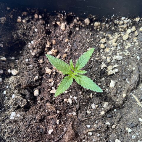 Critical Kush #3 growlog timeline photo