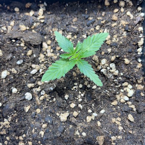 Green Gelato #1 growlog timeline photo